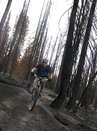 matt burnt trees