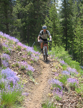 Gary blue lupins