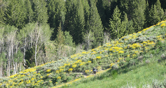 fox creek flowers