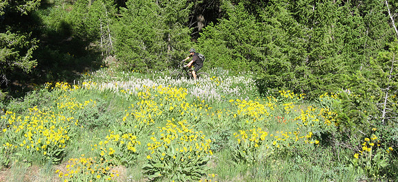 Fox creek MK