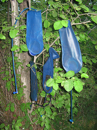 Deer Creek camp bladder tree