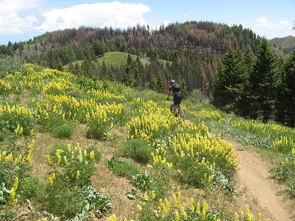 Deer Creek lupins