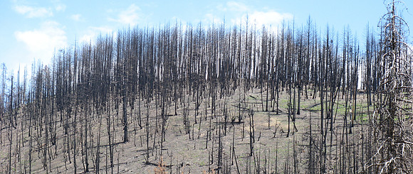 Curran Gulch burnt hilltop