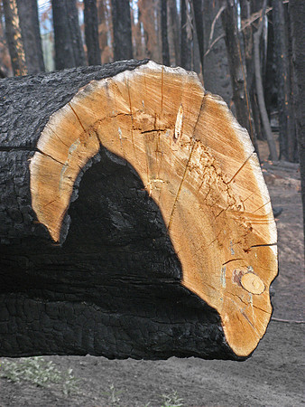 burnt trees cut log