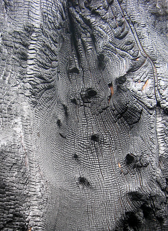 burnt tree 2