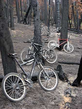 burnt trees bikes