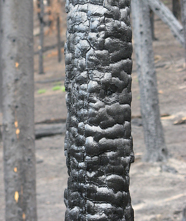 burnt tree