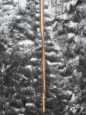 burnt tree split bark