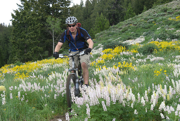 adams gulch matt lupins