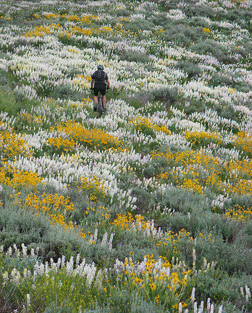 adams gulch marigolds and lupins