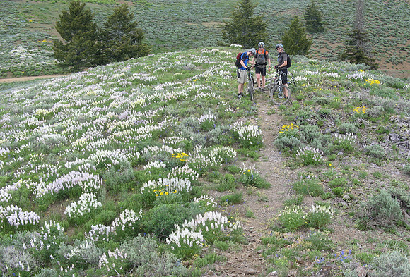 adams gulch outcrop