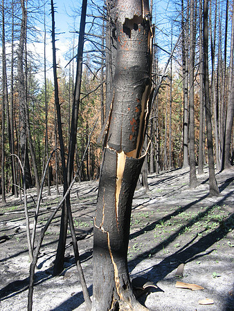 adams gulch burn 2