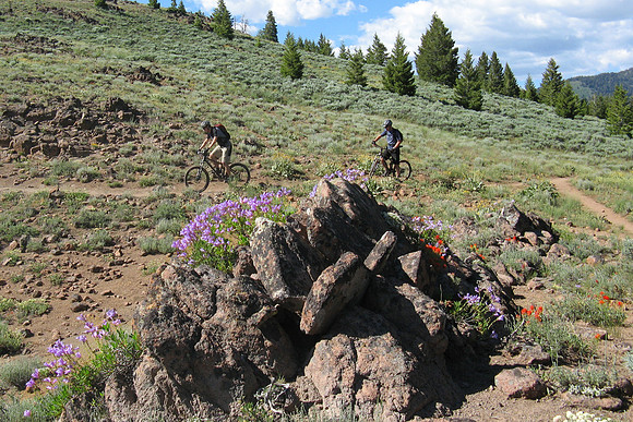 adams gulch rocks and flowers