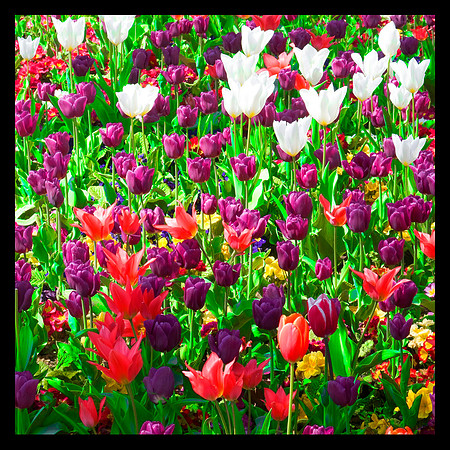 Istanbul tulips