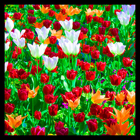 Tulips in Topkapi Palace Gardens, Istanbul