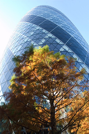 swiss re building + larch tree