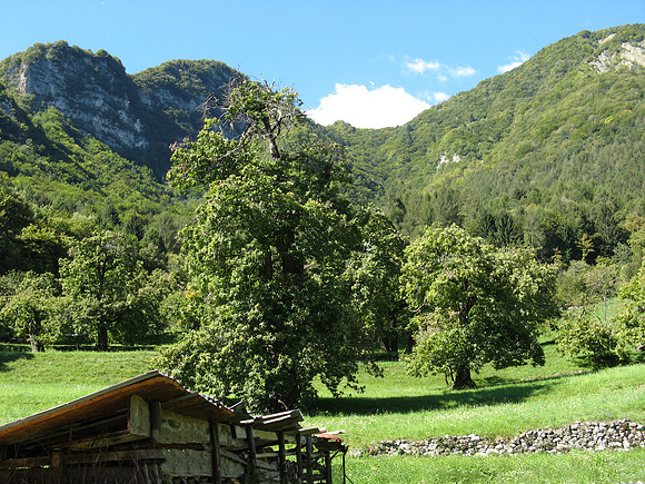 mountains and trees