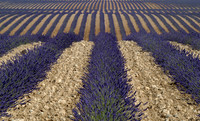 lavender field 2
