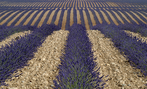 lavender field 2