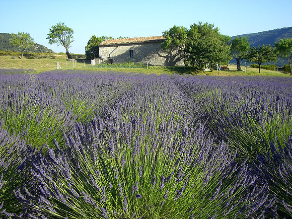 verdon lavender farmhouse 2