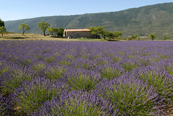 verdon lavender farmhouse
