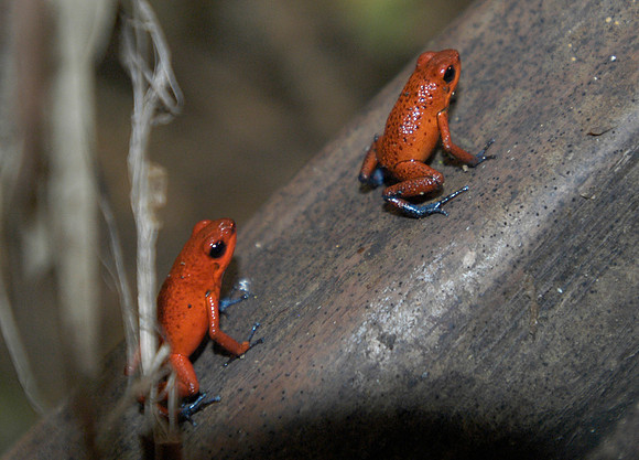 tortuguero tree frogs