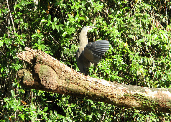 tortuguero tiger heron display