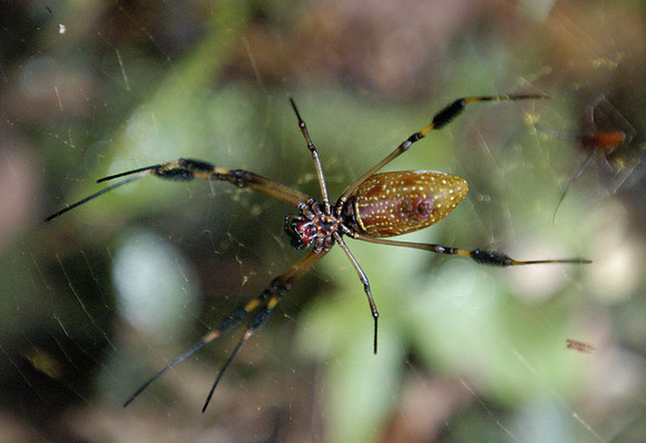 tortuguero spider