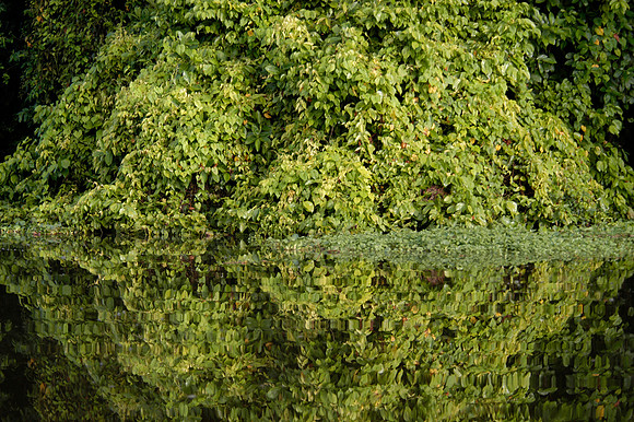 tortuguero reflection