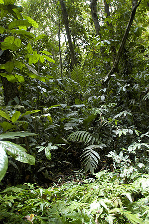 tortuguero rain forest