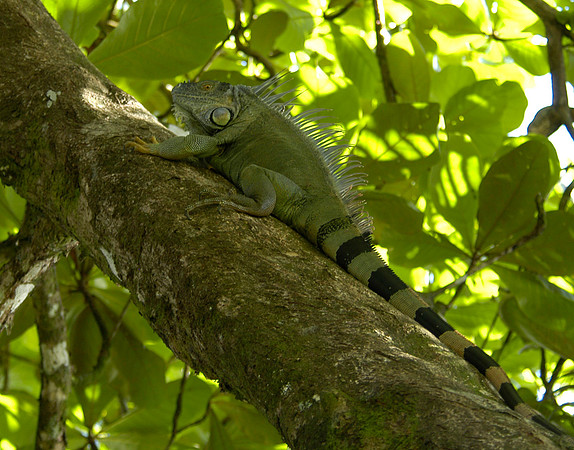 tortuguero green iguana