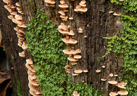 tortuguero fungus 2
