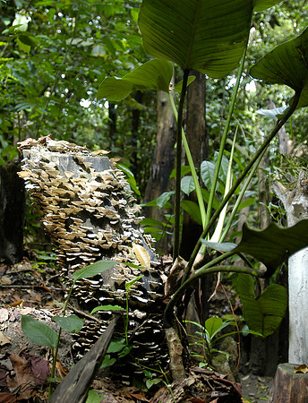 tortuguero fungi