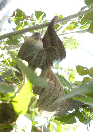 two toed sloth 2