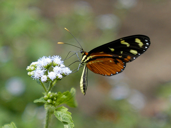 tortuguero butterfly