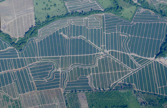 tortuguero palm oil plantation