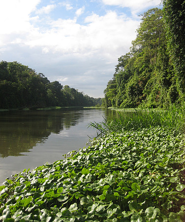 tortuguero floating weed