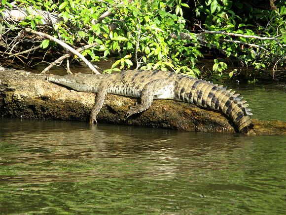 tortuguero croc
