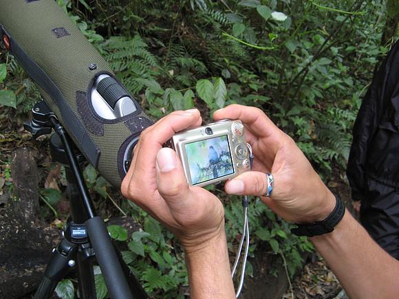 monteverde quetzal on camera screen through scope