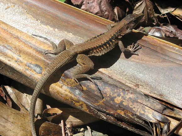 manuel antonio lizard