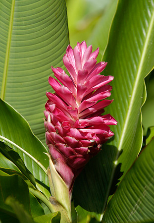 pink flower
