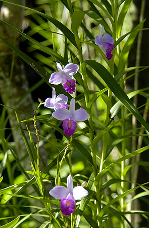 orchids