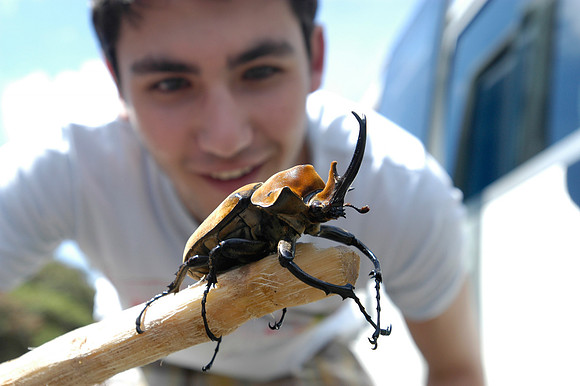 ryan atlas beetle