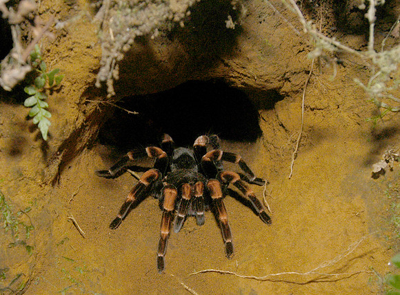 monteverde tarantula