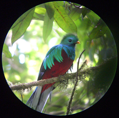 monteverde quetzal through scope 1