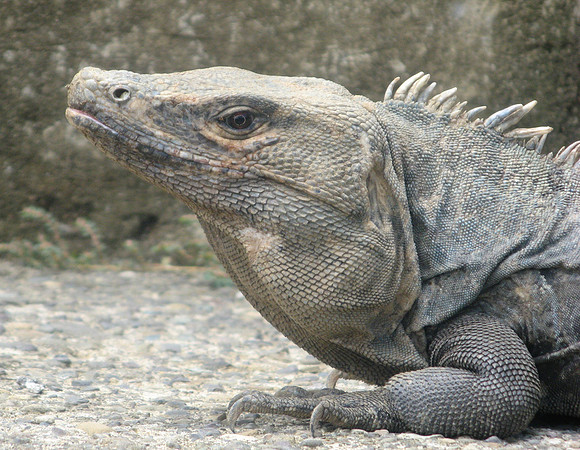 iguana