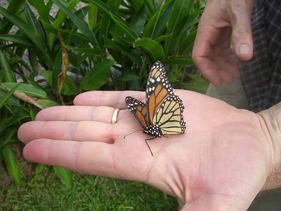 gary butterfly