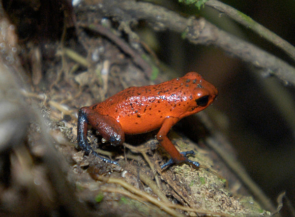 tortuguero tree frog