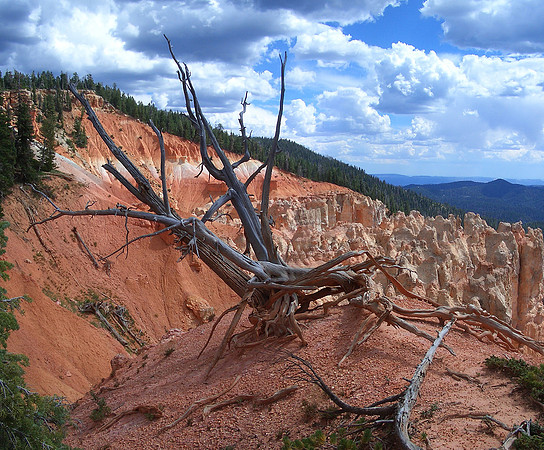 GC_Virgin_river_trail_dead_tree