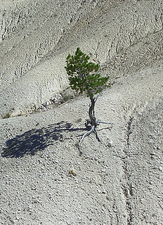 GC_thunder_mountain_lone_tree
